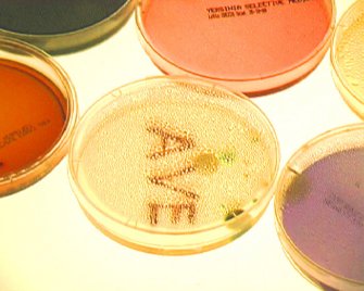 Net0 Annunciazione 3