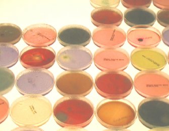 Net0 Annunciazione 3